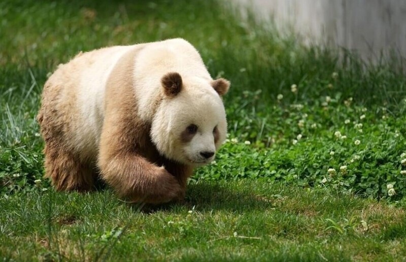 Редкая коричневая панда попала в фотоловушку в Китае (3 фото)