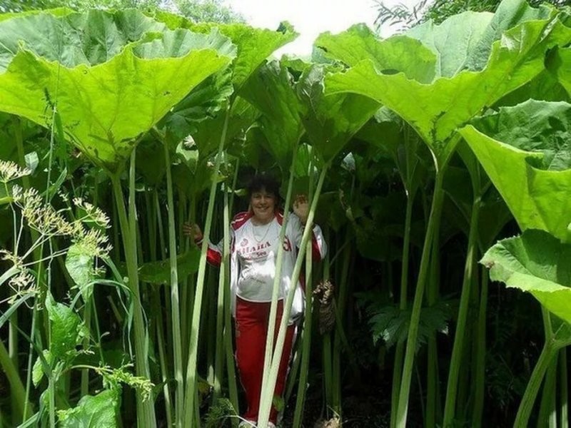 Самое странное место на планете: почему на Сахалине обычные растения достигают гигантских размеров? (8 фото)
