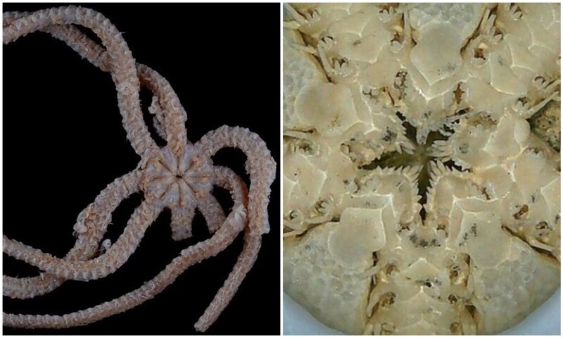 Ученые обнаружили жутковатую морскую звезду с десятками зубов (6 фото)