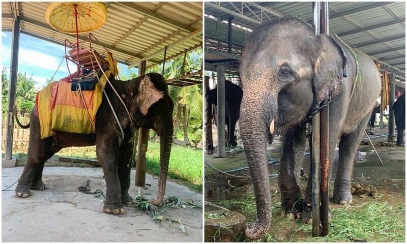 Туристов шокировало состояние слонов в тайских парках (11 фото)