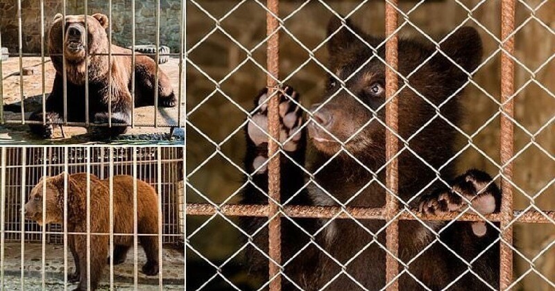 Украинские зоозащитники спасли семейство медведей (11 фото)