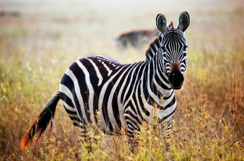 Ученые наконец разгадали, зачем зебрам полоски (3 фото)