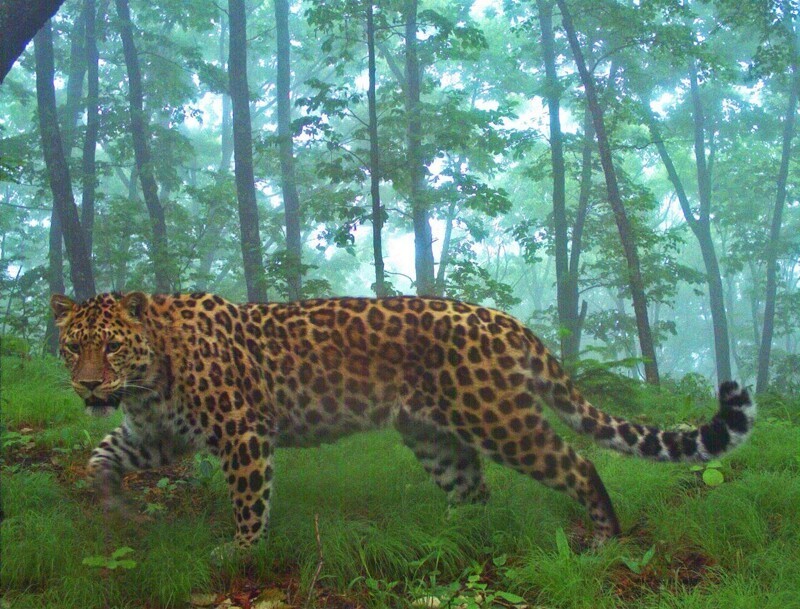 Впервые в Приморье насчитали более 100 дальневосточных леопардов (4 фото)