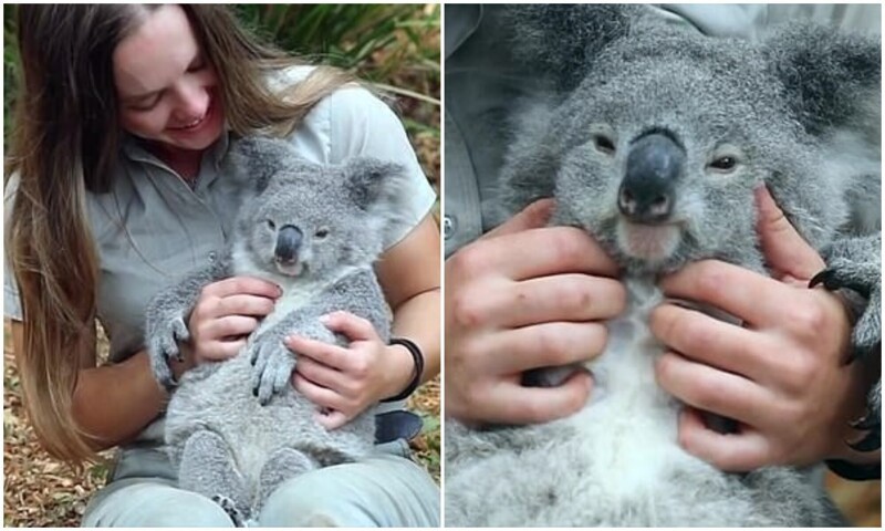 Какая милота: реакция коалы на массаж (8 фото + 2 видео)