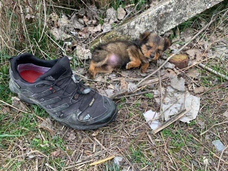 Мужчина спас брошенного щенка, которого нашёл в ботинке (20 фото)
