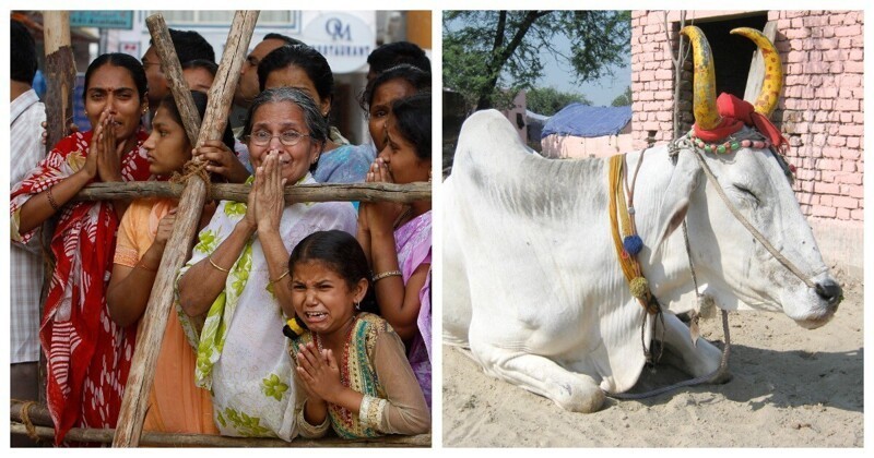 В Индии закатили шикарные поминки после смерти быка (2 фото)
