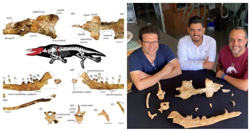 Археологи показали, как выглядел четырехлапый кит, живший миллионы лет назад (4 фото)