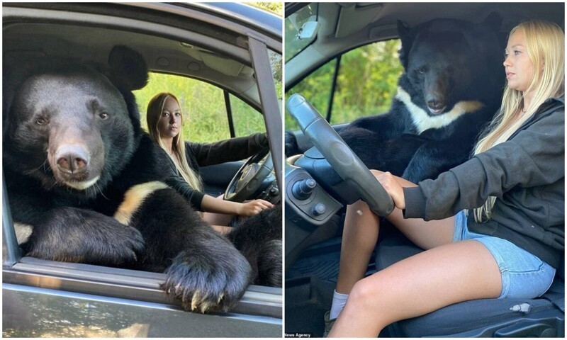 Модель из Новосибирска прокатила медведя на переднем сиденье (8 фото)