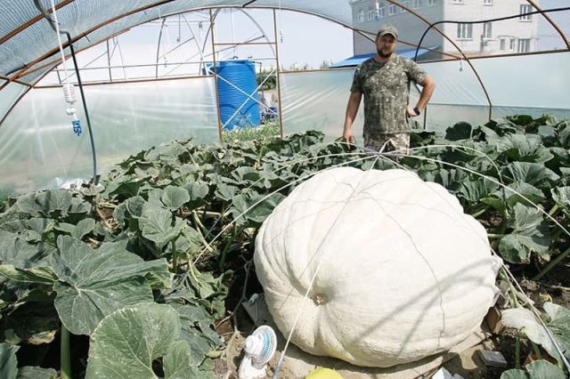 Фермер из России вырастил тыкву весом 544 килограмма (3 фото + видео)
