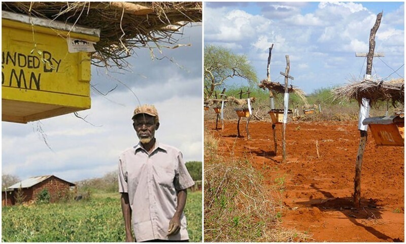 Зачем фермеры из Африки ставят ульи вокруг угодий (8 фото)