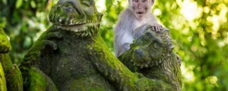 Балийские обезьяны начинают вторгаться в дома людей (1 фото)