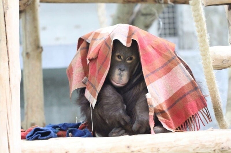 Гнездо из одеял: посетители зоопарка несут пледы замерзающим обезьянам (3 фото)