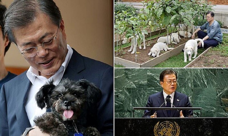 Президент Южной Кореи призвал соотечественников отказаться от собачатины (8 фото)