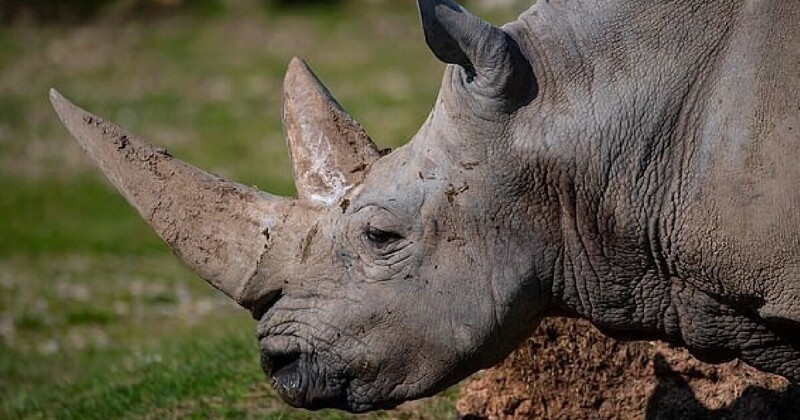 Умер самый старый белый носорог в мире (5 фото + 1 видео)