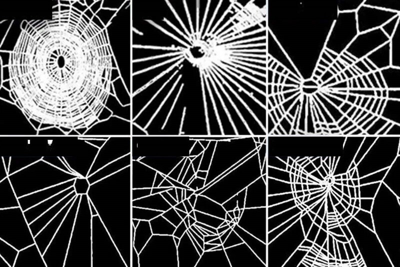 Ученые НАСА накормили пауков наркотиками. Что было дальше? (7 фото)