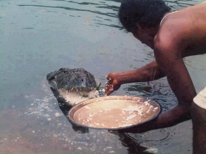 Крокодилица 70 лет прожила в пруду при храме и полностью изменила рацион питания (1 фото)