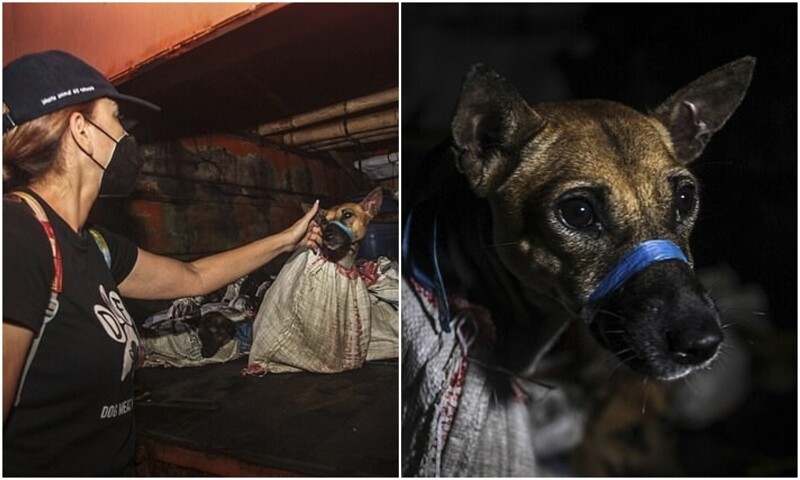 В Индонезии 50 собак спасли по пути на мясную ферму (10 фото + 1 видео)