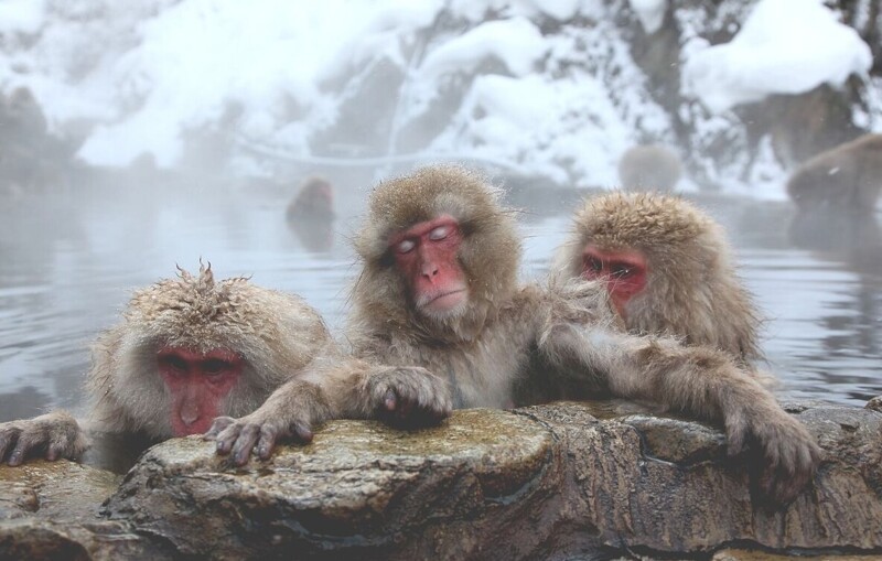 Зачем снежные обезьяны отправляются зимой на рыбалку (6 фото)