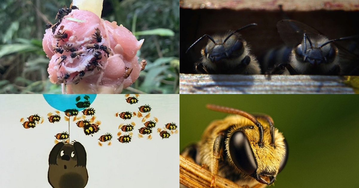 Неправильные пчелы: пчелы-мясоеды с Коста-Рики (7 фото)