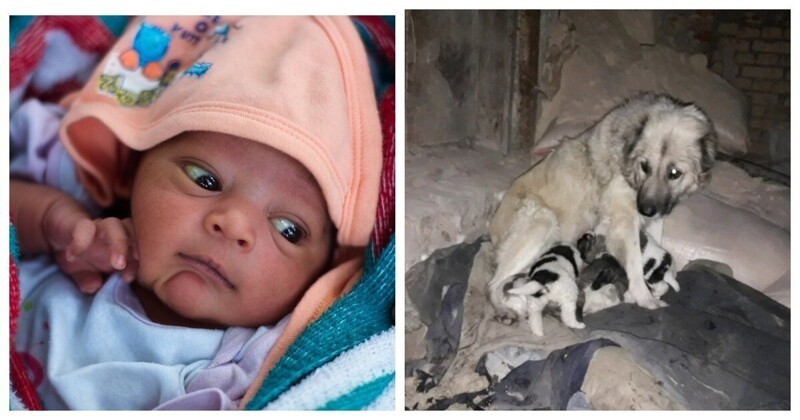 Когда бродячие собаки милосерднее родителей: история спасения новорожденной в Индии (2 фото)