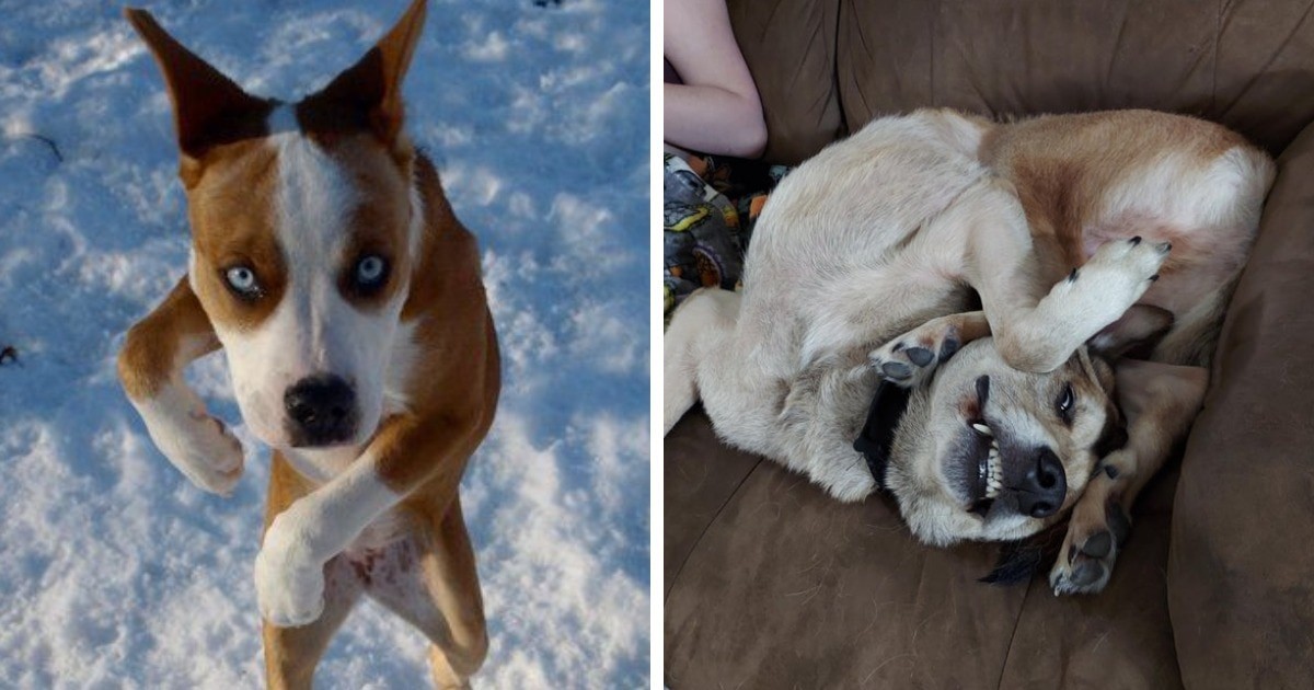 Эти собаки ведут себя странно и смешно (16 фото)