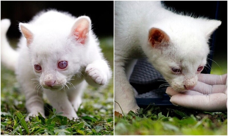 В Колумбии спасли редкого зверька с альбинизмом (6 фото + 1 видео)