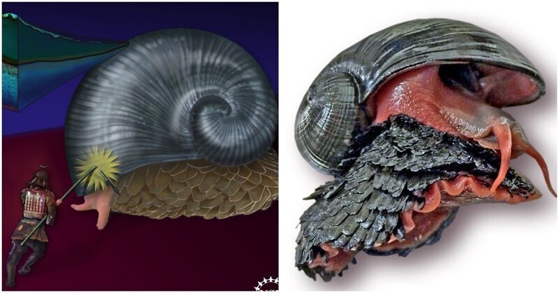 Улитка-терминатор: ученые расшифровали геном моллюска, который почти полностью состоит из железа (11 фото + 1 видео)