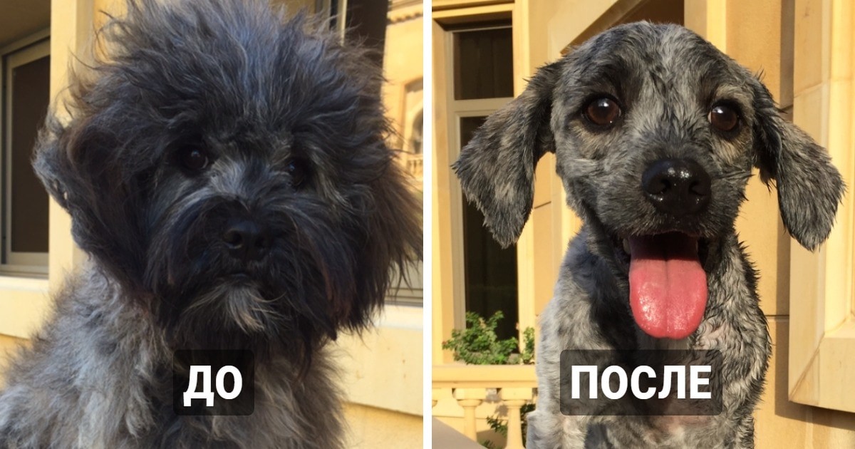 16 фотографий домашних животных до и после стрижки (17 фото)