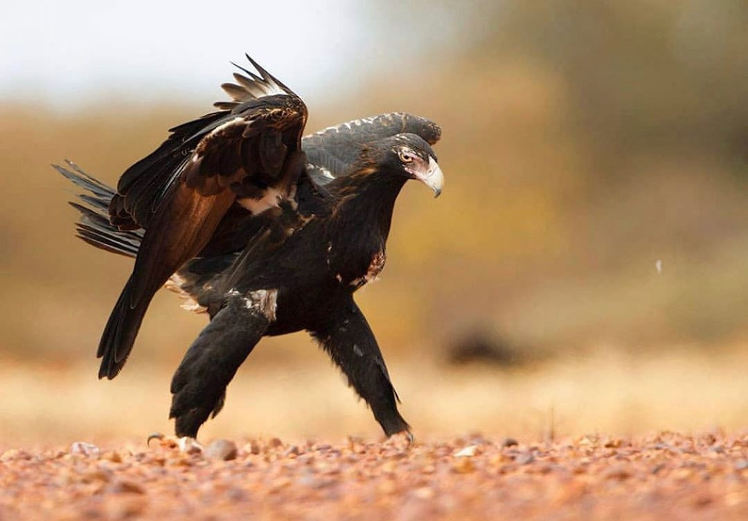 Клинохвостый орёл: Владыка воздуха в Австралии. Яростный хищник спасает континент от нашествия кроликов (10 фото)