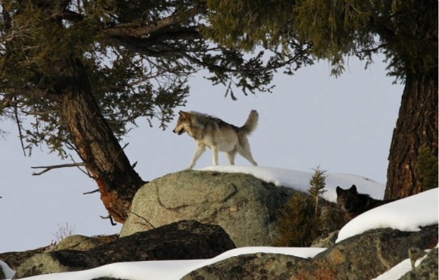 Как 14 волков изменили Йеллоустонский национальный парк (3 фото)