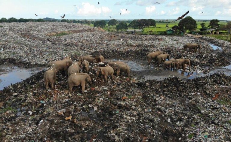 На Шри-Ланке слоны роются на помойках в поисках еды (5 фото)