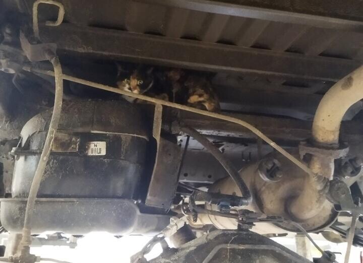 Была бобруйчанка — стала минчанка. Кошка, которая проехала 150 км под днищем авто, нашла себе дом (3 фото)