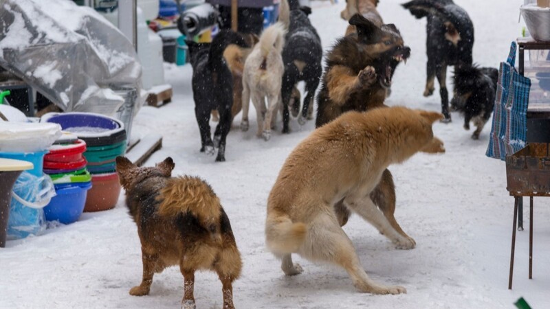 Очередное нападение бродячих собак: под Астраханью стая насмерть загрызла мужчину (3 фото + 1 видео)