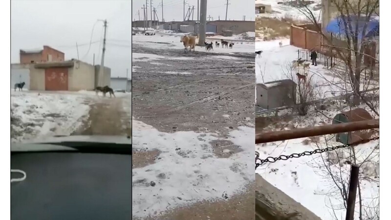 Кто-то зверски убивает собак после того, как стая псов загрызла насмерть мужчину под Астраханью (4 фото + 3 видео)