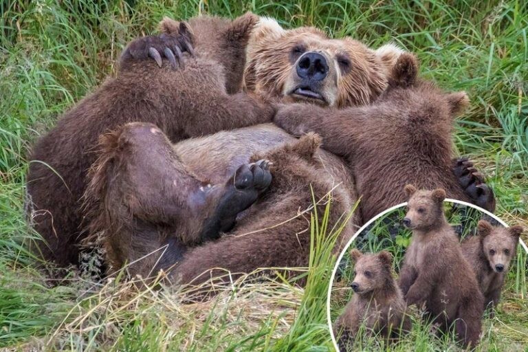 Милота дня: 3 очаровательных медвежонка обняли свою маму во время кормления (4 фото)
