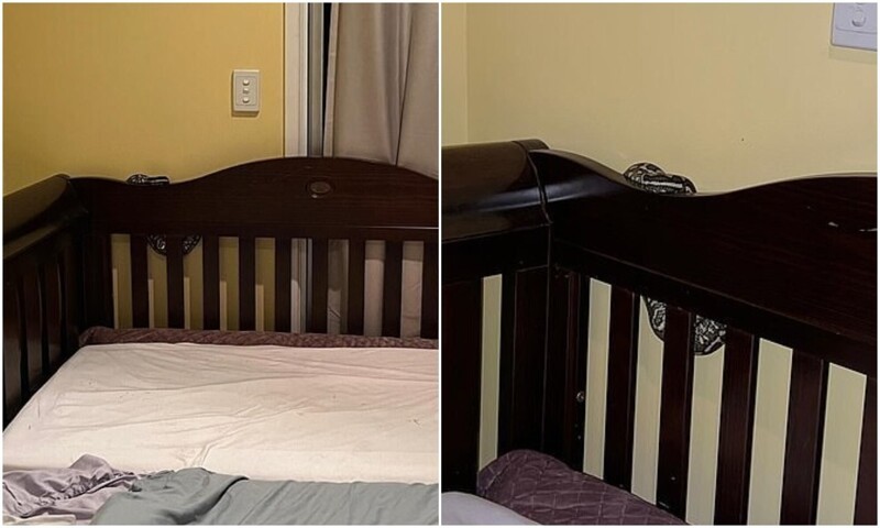 Австралийка заметила за детской кроваткой питона (6 фото)