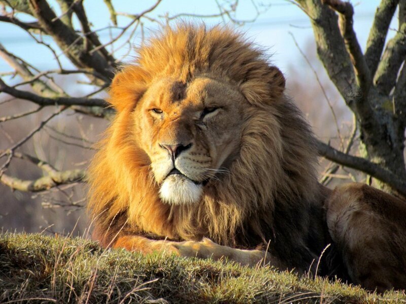 Для чего льву огромная грива, которая явно мешает во время охоты? (7 фото + 1 видео)