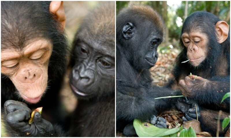 Сиротки гориллы и шимпанзе подружились в заповеднике (12 фото)