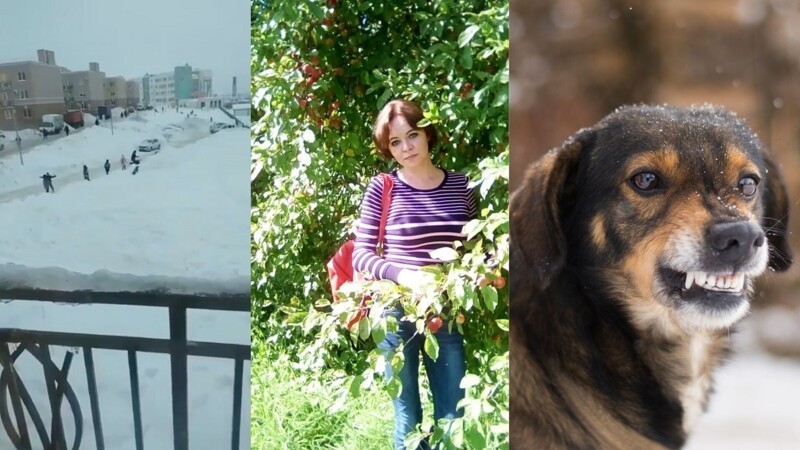Нападения собак на людей продолжаются, псы насмерть загрызли женщину в Ярославской области (3 фото + 1 видео)