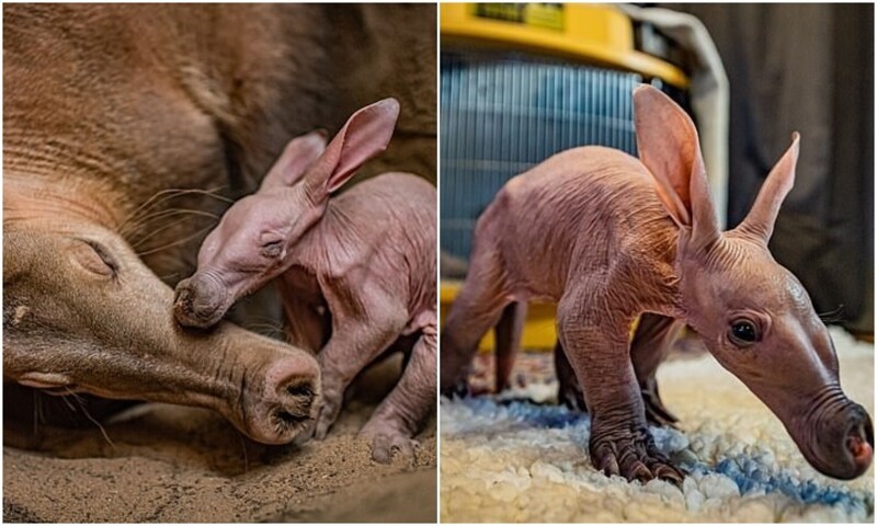 В зоопарке Англии родился зверёк с необычной внешностью (9 фото + 1 видео)