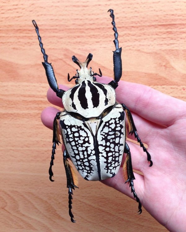 Диковинные насекомые, которых природа наделила удивительной внешностью (17 фото)