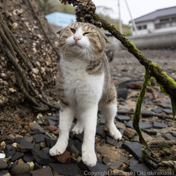 Кошачий мир глазами японского фотографа Масаюки Оки (20 фото)