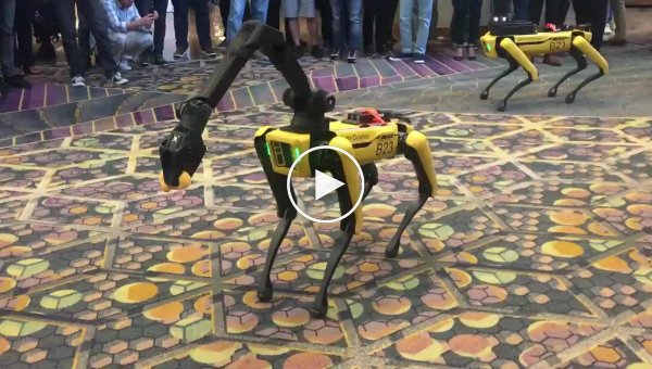 Робот-пес Spot от Boston Dynamic играет с немецкой овчаркой