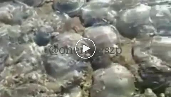 Аномальное нашествие медуз в Азовском море