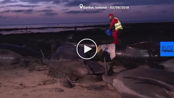 20 китов погибли после того, как выбросились на берег в Исландии