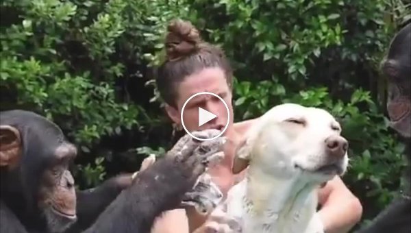 Шимпанзе помогают человеку мыть собаку