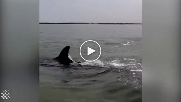 Дельфин необычным способом ловит рыбу