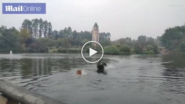 Черный лебедь атаковал заплывшего на его территорию пса