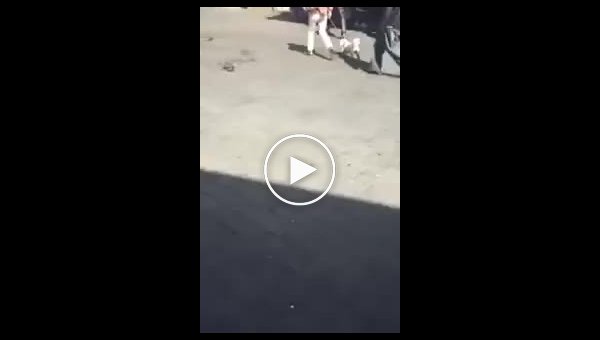 Боевая кошка напала на женщину с собакой
