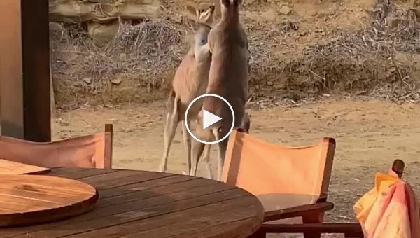 Два гигантских кенгуру устроили бои без правил на улице